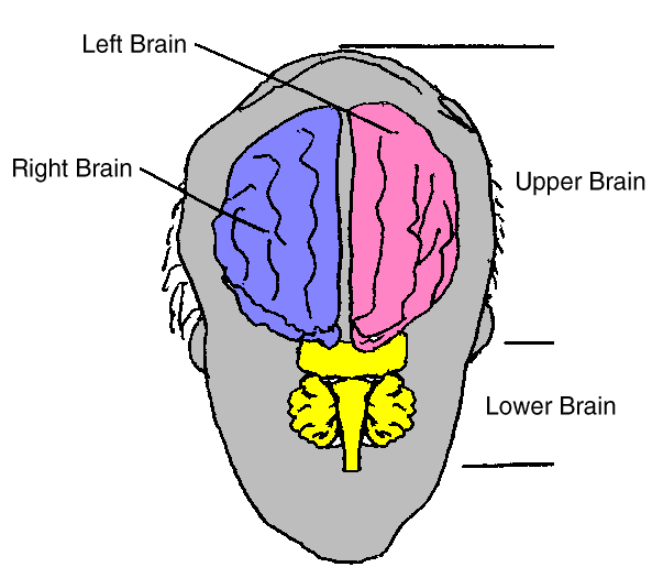 Brain Diagram